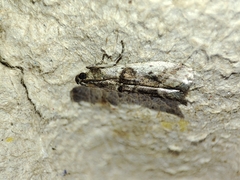 Pseudacrobasis tergestella