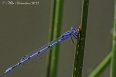 Enallagma doubledayi