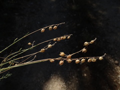 Helianthemum viscarium