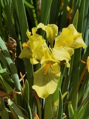 Iris potaninii