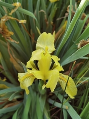 Iris potaninii