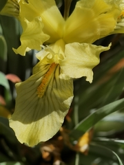 Iris potaninii