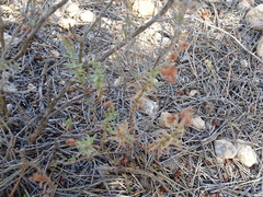 Helianthemum asperum