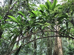 Cordyline petiolaris