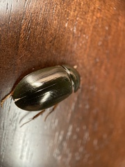 Hydrochara affinis