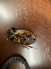 Hydrochara affinis