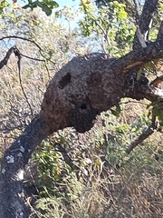 Microcerotermes