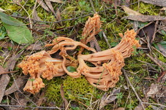 Ramaria samuelsii