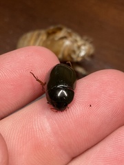 Hydrochara affinis
