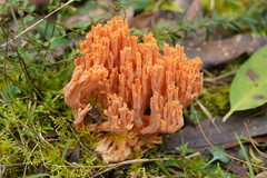 Ramaria samuelsii