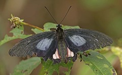 Parides anchises