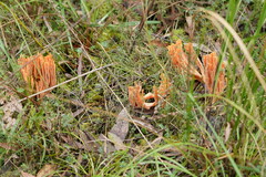Ramaria samuelsii