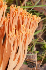 Ramaria samuelsii