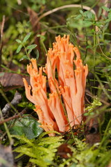 Ramaria samuelsii