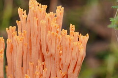Ramaria samuelsii
