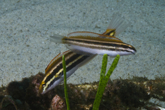 Petroscirtes fallax