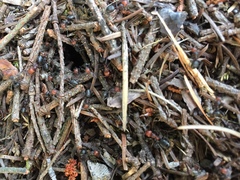 Formica obscuripes