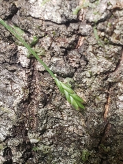 Carex leptalea harperi