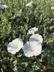 Convolvulus arvensis