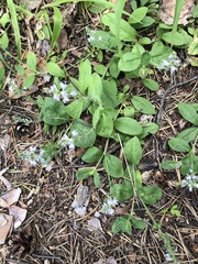 Veronica officinalis