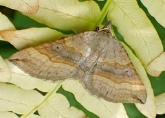 Scotopteryx chenopodiata