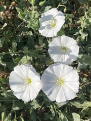 Convolvulus arvensis