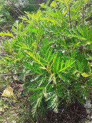 Artemisia gmelinii