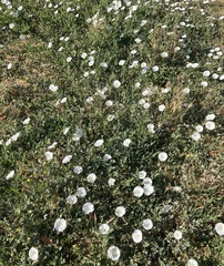 Convolvulus arvensis