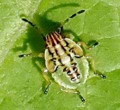 Carpocoris purpureipennis