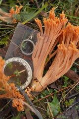 Ramaria samuelsii