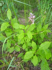 Syringa josikaea