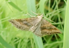 Scotopteryx chenopodiata