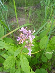 Syringa josikaea
