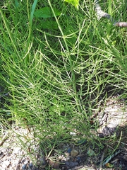 Equisetum × litorale