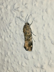 Acontiinae