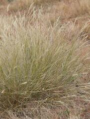 Aristida junciformis