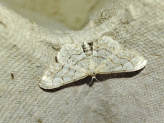 Idaea moniliata