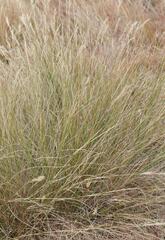 Aristida junciformis