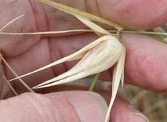 Aristida junciformis