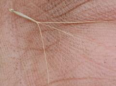 Aristida junciformis