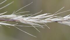 Aristida junciformis