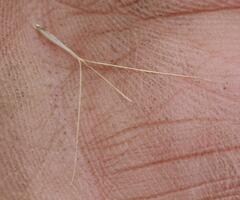 Aristida junciformis