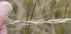 Aristida junciformis