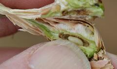 Aristida junciformis