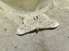 Idaea moniliata