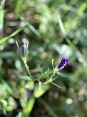 Legousia speculum-veneris