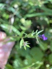 Legousia speculum-veneris