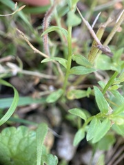 Legousia speculum-veneris