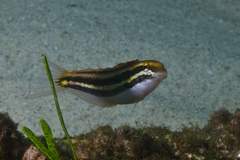 Petroscirtes fallax