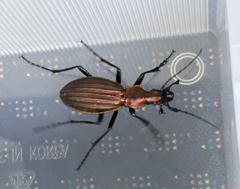 Carabus gehinii